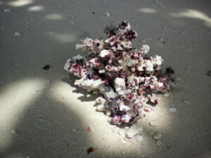 SANYO DIGITAL CAMERA